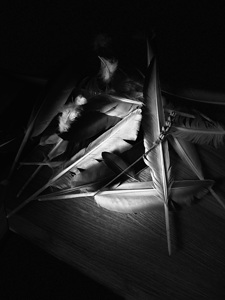 Monochrome Feathers with Lavender